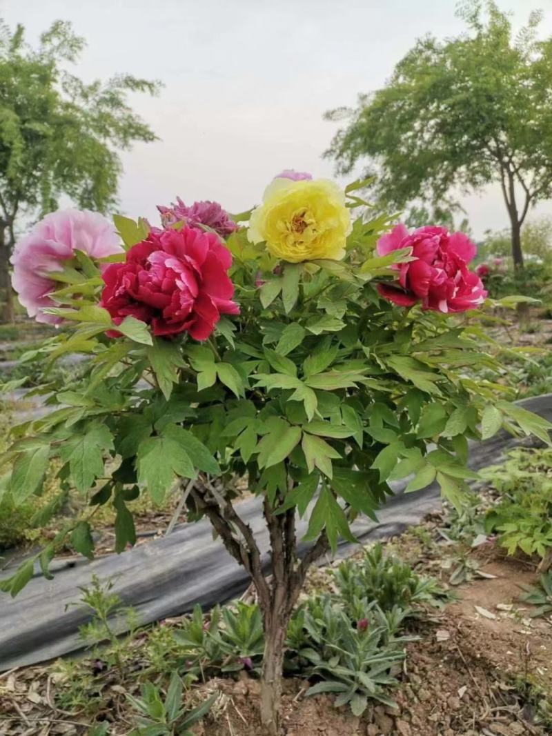 【荐】牡丹紫斑牡丹大量供应产地直供包回收技术指导