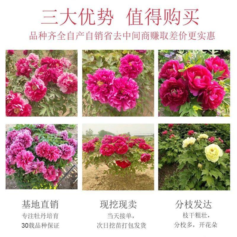 【荐】牡丹紫斑牡丹大量供应产地直供包回收技术指导