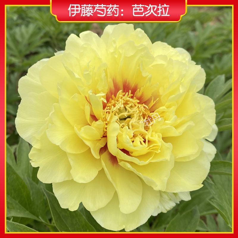 【荐】牡丹紫斑牡丹大量供应产地直供包回收技术指导
