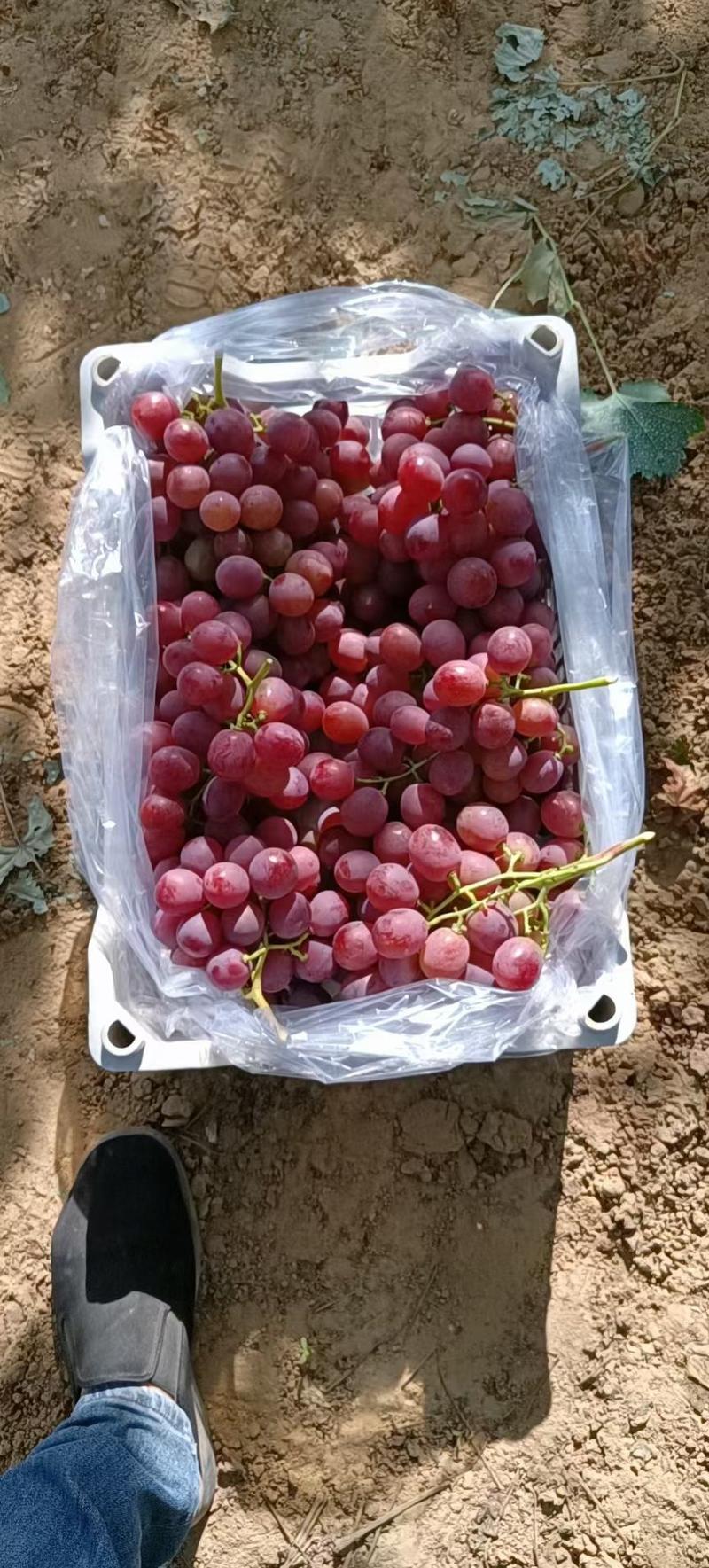 河北红提葡萄，货源充足万亩基地，颜色好颗粒大，保证质量
