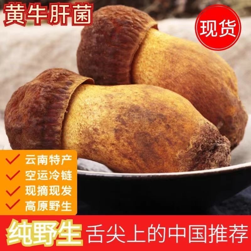 黄牛肝菌(高脚葱)，精选黄牛肝菌，源产地批发属于源头批发
