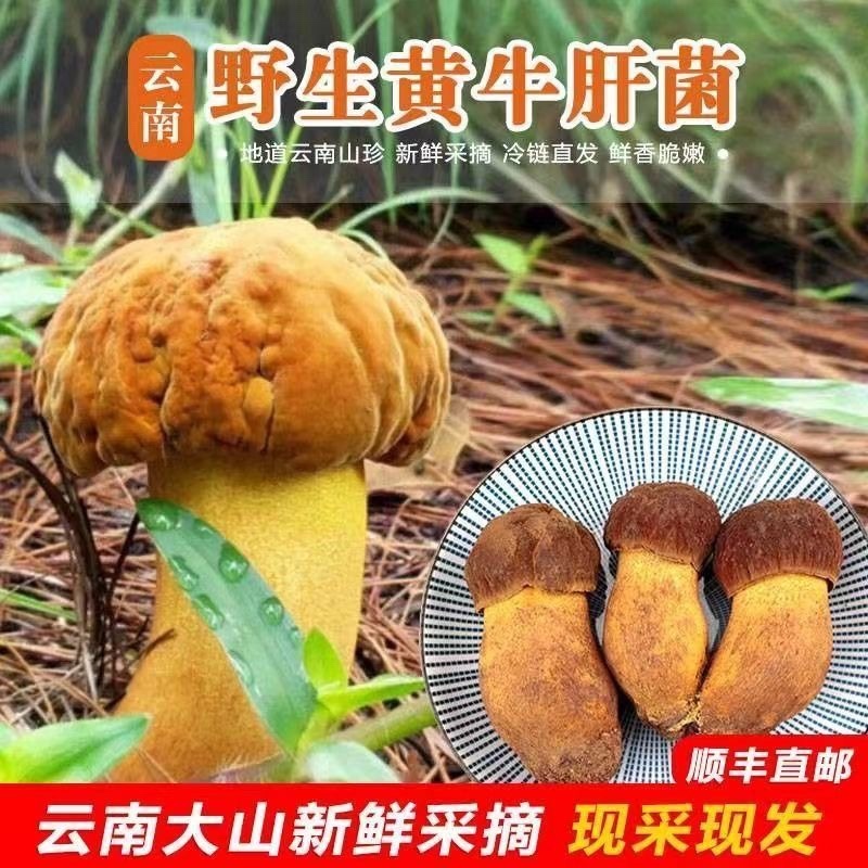 黄牛肝菌(高脚葱)，精选黄牛肝菌，源产地批发属于源头批发