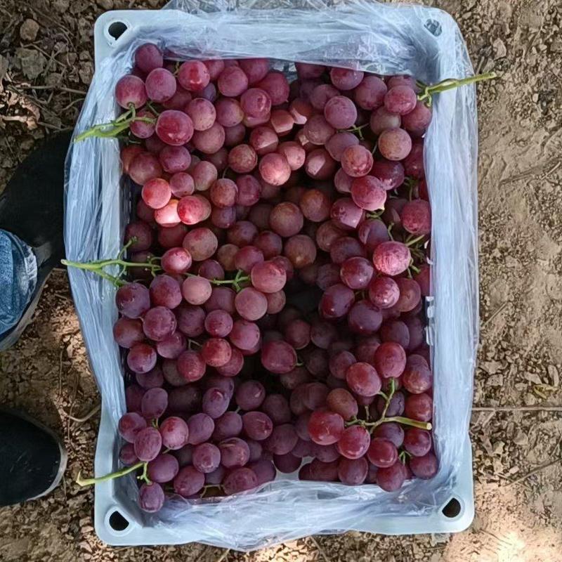 河北红提葡萄，货源充足万亩基地，颜色好颗粒大，保证质量