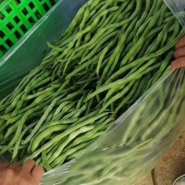 云南无筋豆