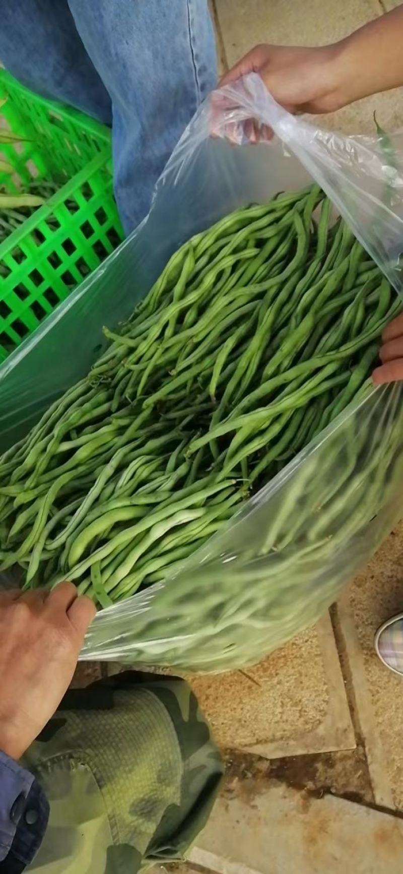 云南无筋豆