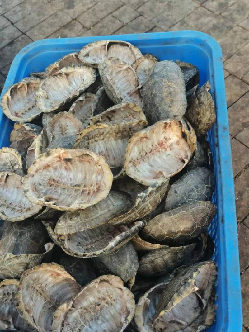 龟甲龟板旱龟中华草龟壳中华草龟板欢迎老板联系