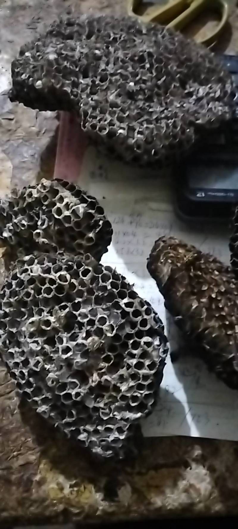 马蜂窝，马蜂房，马蜂巢，蜂房，蜂窝，蜂巢，马蜂窝，蜂巢