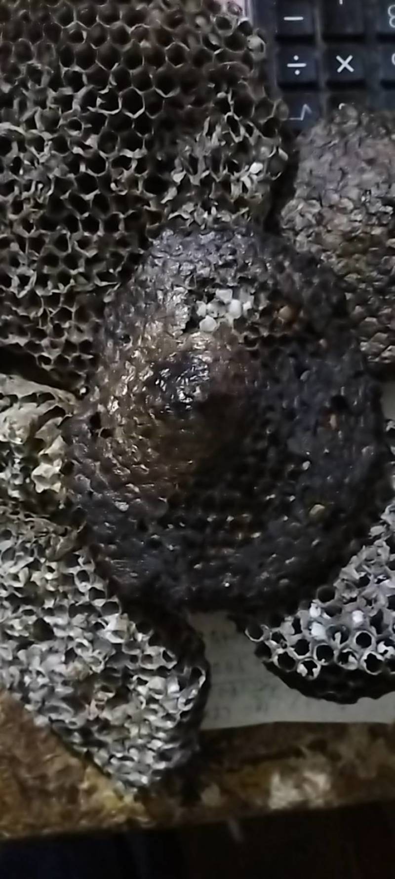 马蜂窝，马蜂房，马蜂巢，蜂房，蜂窝，蜂巢，马蜂窝，蜂巢