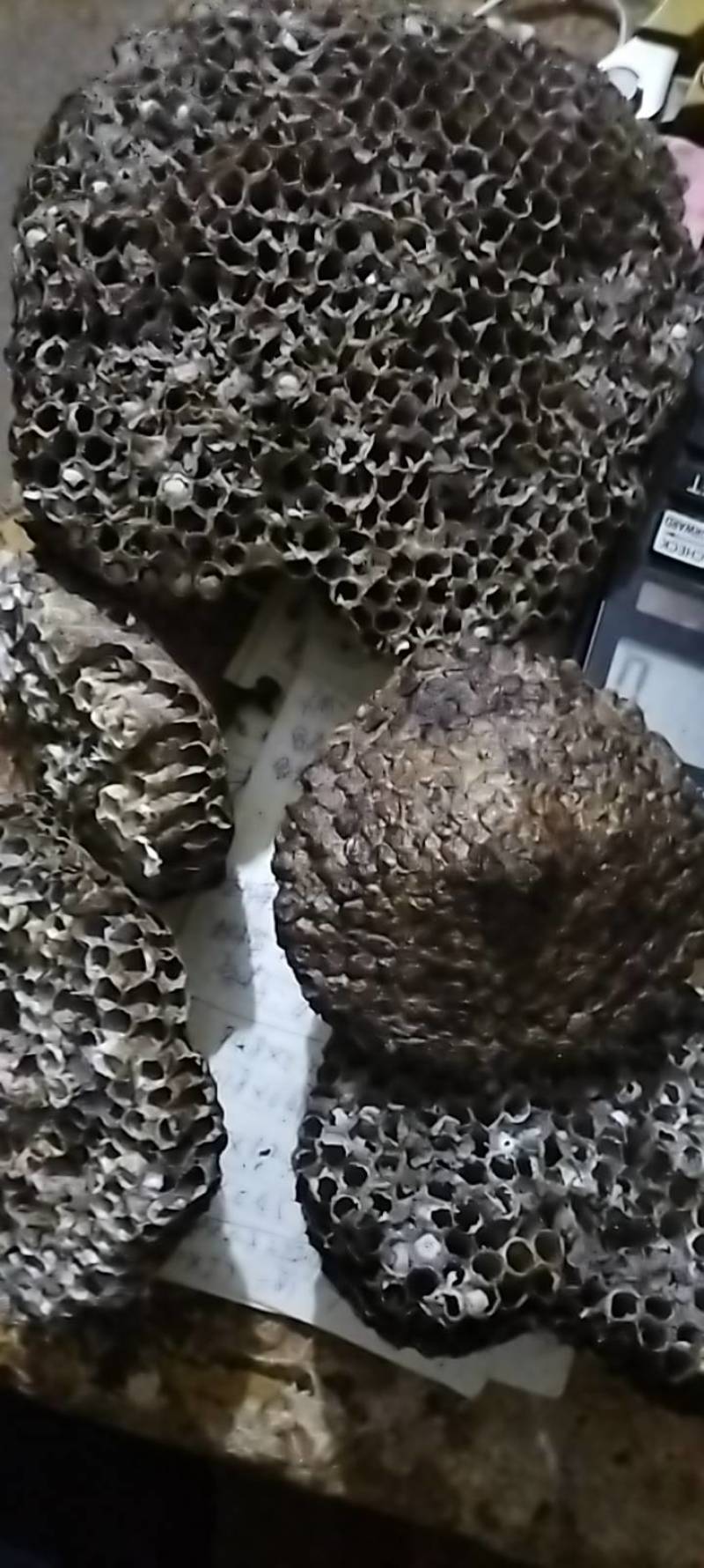 马蜂窝，马蜂房，马蜂巢，蜂房，蜂窝，蜂巢，马蜂窝，蜂巢