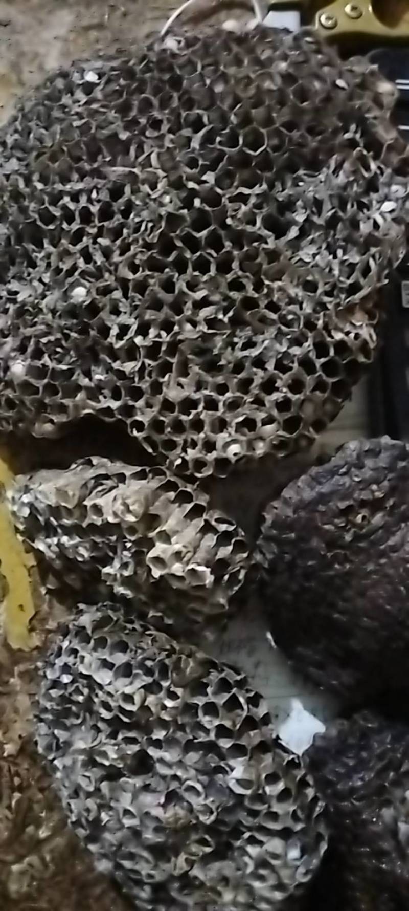 马蜂窝，马蜂房，马蜂巢，蜂房，蜂窝，蜂巢，马蜂窝，蜂巢
