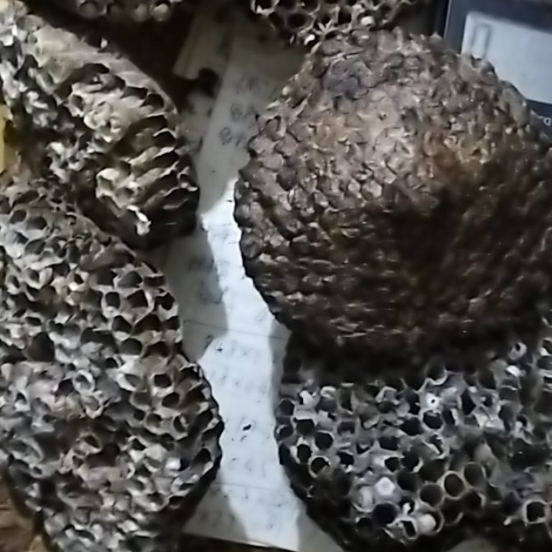 马蜂窝，马蜂房，马蜂巢，蜂房，蜂窝，蜂巢，马蜂窝，蜂巢