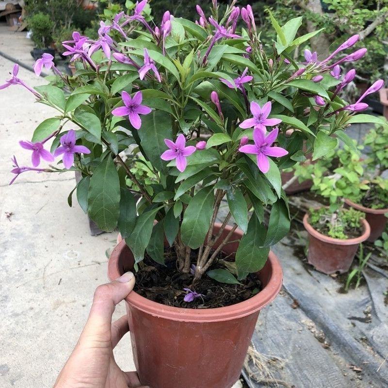 紫云杜鹃花盆栽带花苞多年生大花钩粉草紫云花花期长阳台庭院