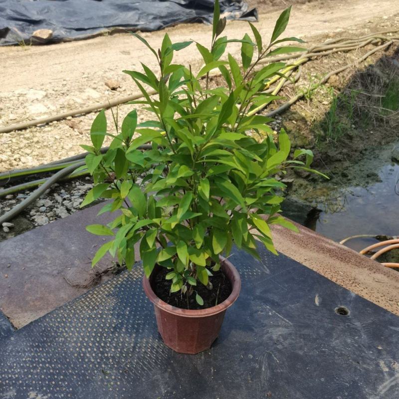紫云杜鹃花盆栽带花苞多年生大花钩粉草紫云花花期长阳台庭院
