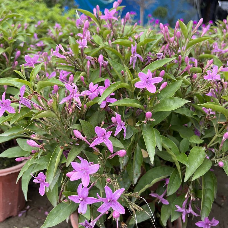 紫云杜鹃花盆栽带花苞多年生大花钩粉草紫云花花期长阳台庭院