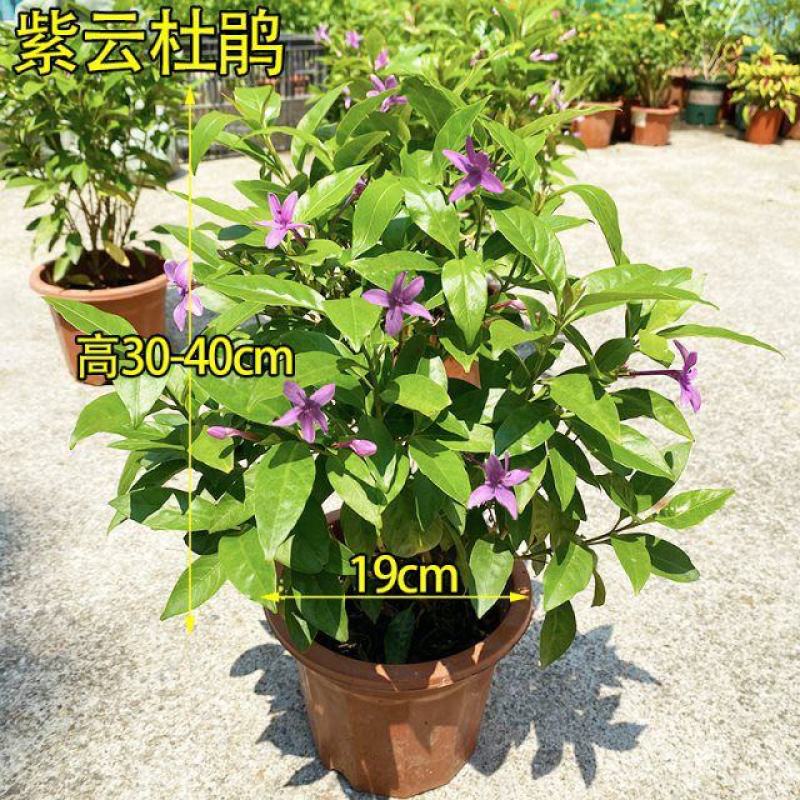 紫云杜鹃花盆栽带花苞多年生大花钩粉草紫云花花期长阳台庭院