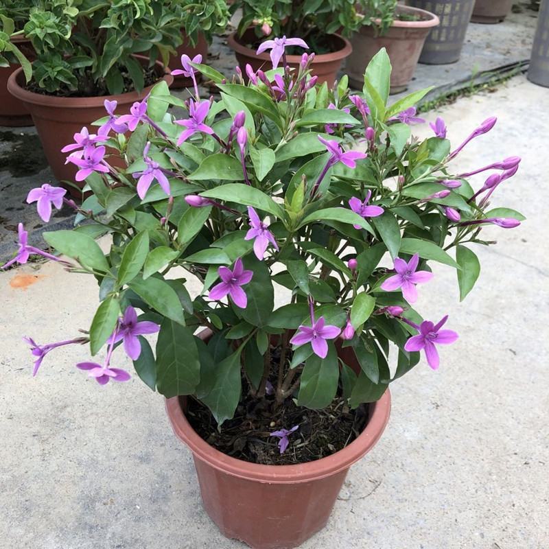 紫云杜鹃花盆栽带花苞多年生大花钩粉草紫云花花期长阳台庭院