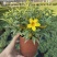 银叶黄蝉花盆栽苗阳台庭院花朵鲜艳净化空气植物四季开花