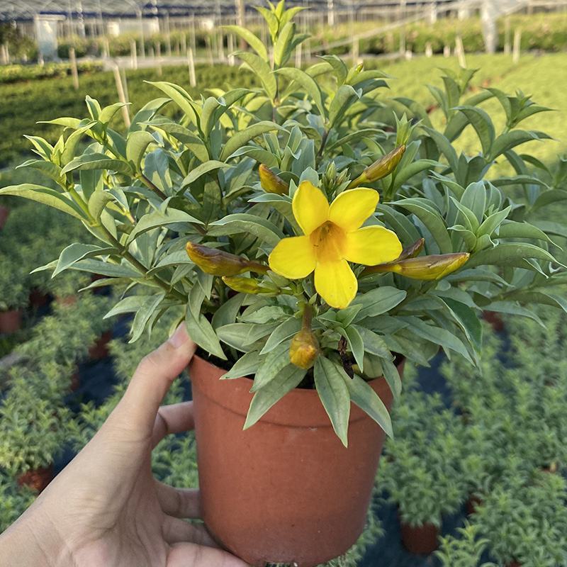 银叶黄蝉花盆栽苗阳台庭院花朵鲜艳净化空气植物四季开花