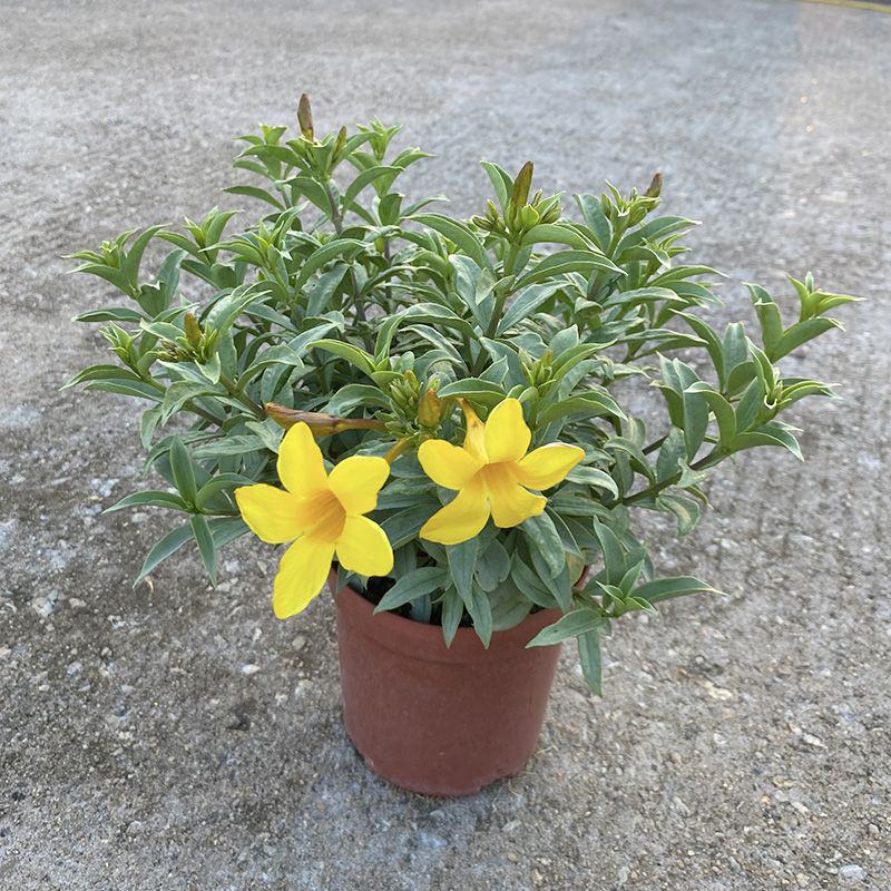 银叶黄蝉花盆栽苗阳台庭院花朵鲜艳净化空气植物四季开花
