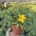 银叶黄蝉花盆栽苗阳台庭院花朵鲜艳净化空气植物四季开花