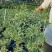 银叶黄蝉花盆栽苗阳台庭院花朵鲜艳净化空气植物四季开花