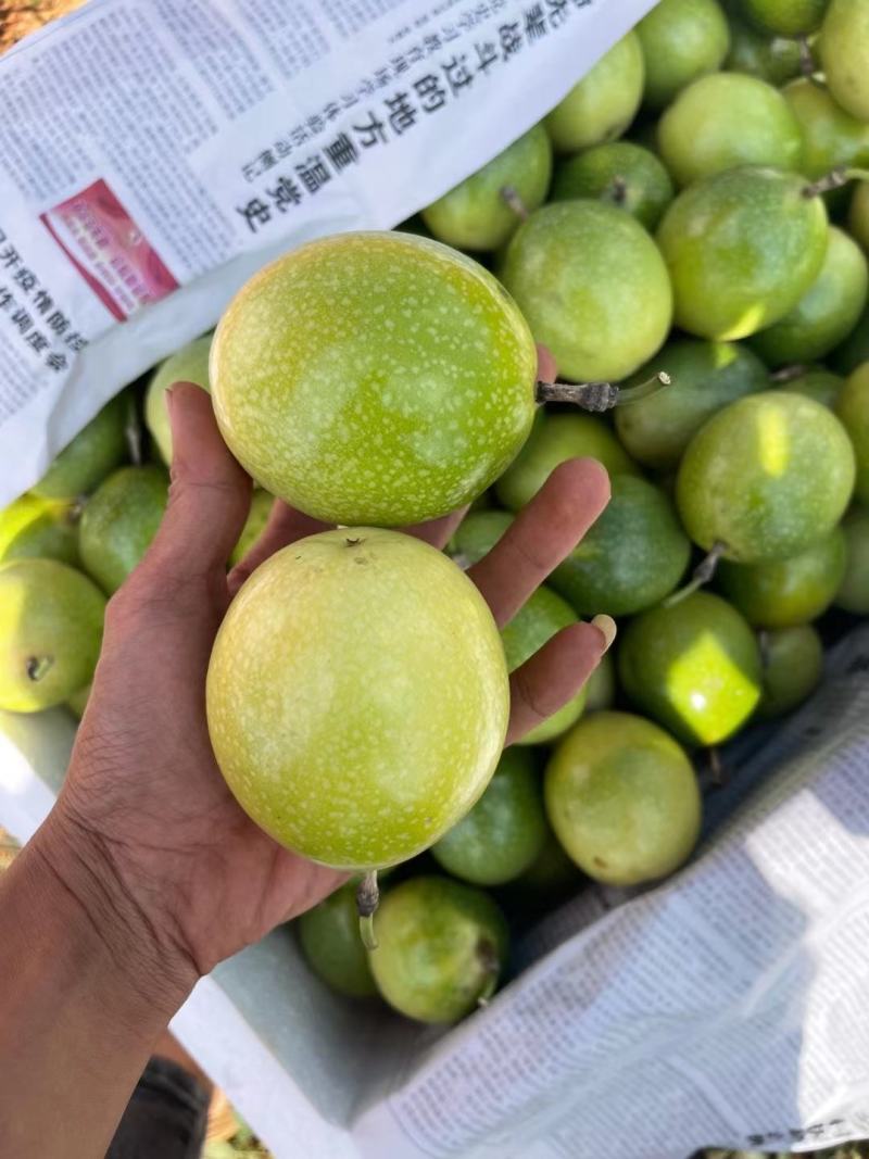 云南钦密9号黄金百香果，接一件代发社区团购！！！