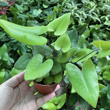 心叶蕨每一片都是爱你的心心愿蕨室内盆栽绿植创意趣味好养