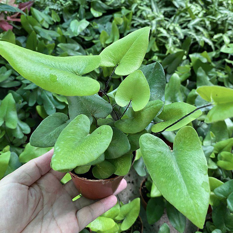 心叶蕨每一片都是爱你的心心愿蕨室内盆栽绿植创意趣味好养