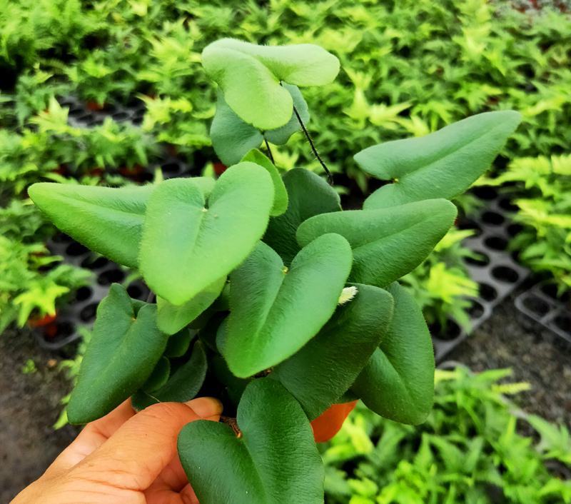 心叶蕨每一片都是爱你的心心愿蕨室内盆栽绿植创意趣味好养