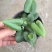心叶蕨每一片都是爱你的心心愿蕨室内盆栽绿植创意趣味好养