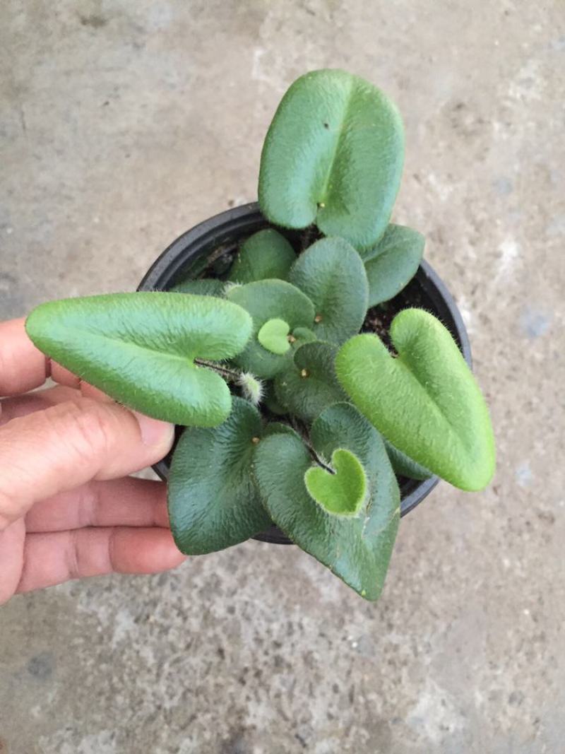 心叶蕨每一片都是爱你的心心愿蕨室内盆栽绿植创意趣味好养