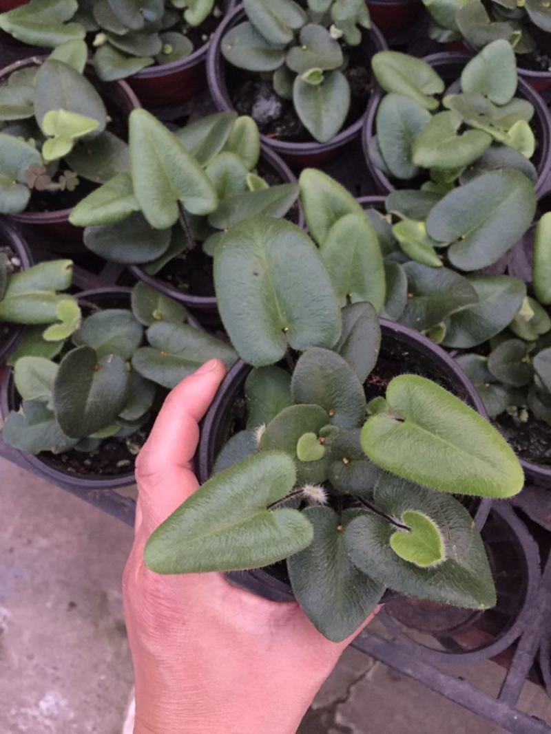 心叶蕨每一片都是爱你的心心愿蕨室内盆栽绿植创意趣味好养