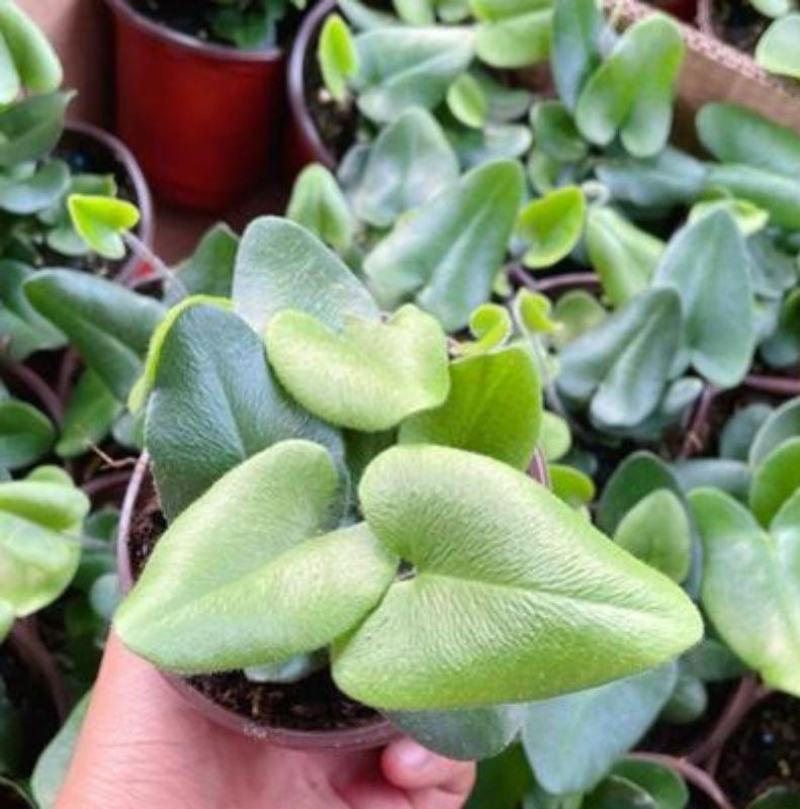 心叶蕨每一片都是爱你的心心愿蕨室内盆栽绿植创意趣味好养