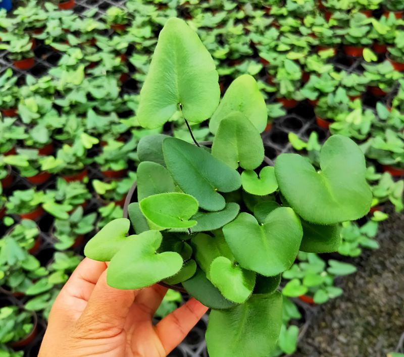 心叶蕨每一片都是爱你的心心愿蕨室内盆栽绿植创意趣味好养