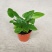 心叶蕨每一片都是爱你的心心愿蕨室内盆栽绿植创意趣味好养