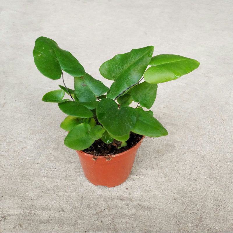 心叶蕨每一片都是爱你的心心愿蕨室内盆栽绿植创意趣味好养