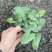 心叶蕨每一片都是爱你的心心愿蕨室内盆栽绿植创意趣味好养