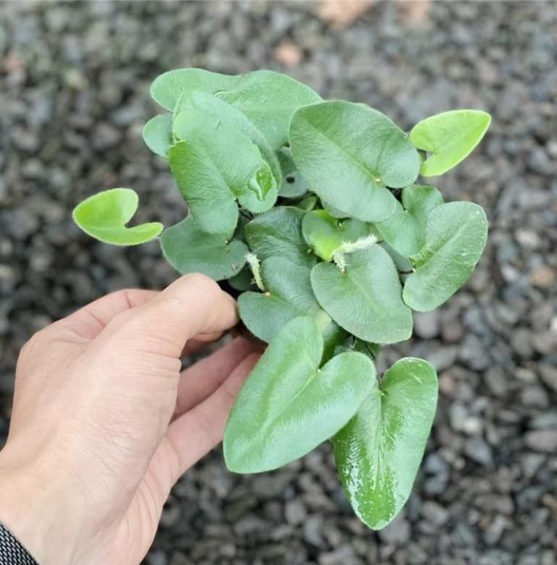 心叶蕨每一片都是爱你的心心愿蕨室内盆栽绿植创意趣味好养