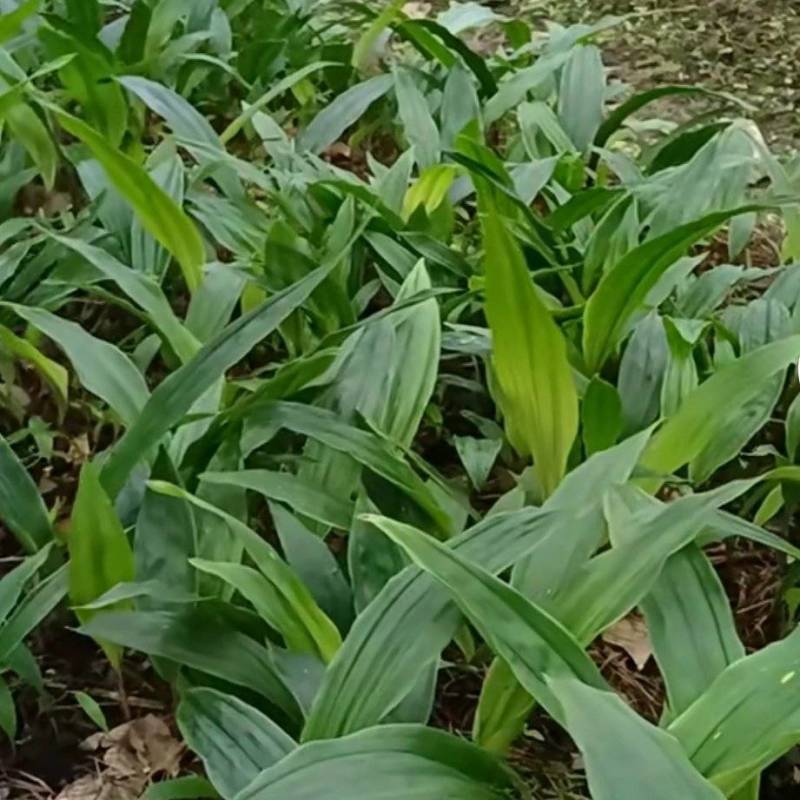 毛慈菇苗1公分以下四川毛慈菇苗，毛茨菇苗，毛慈菇苗子批发