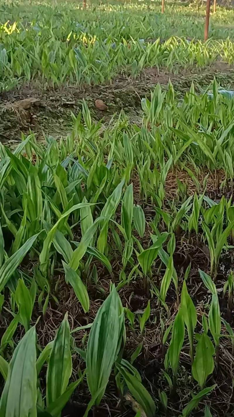 毛慈菇苗1公分以下四川毛慈菇苗，毛茨菇苗，毛慈菇苗子批发