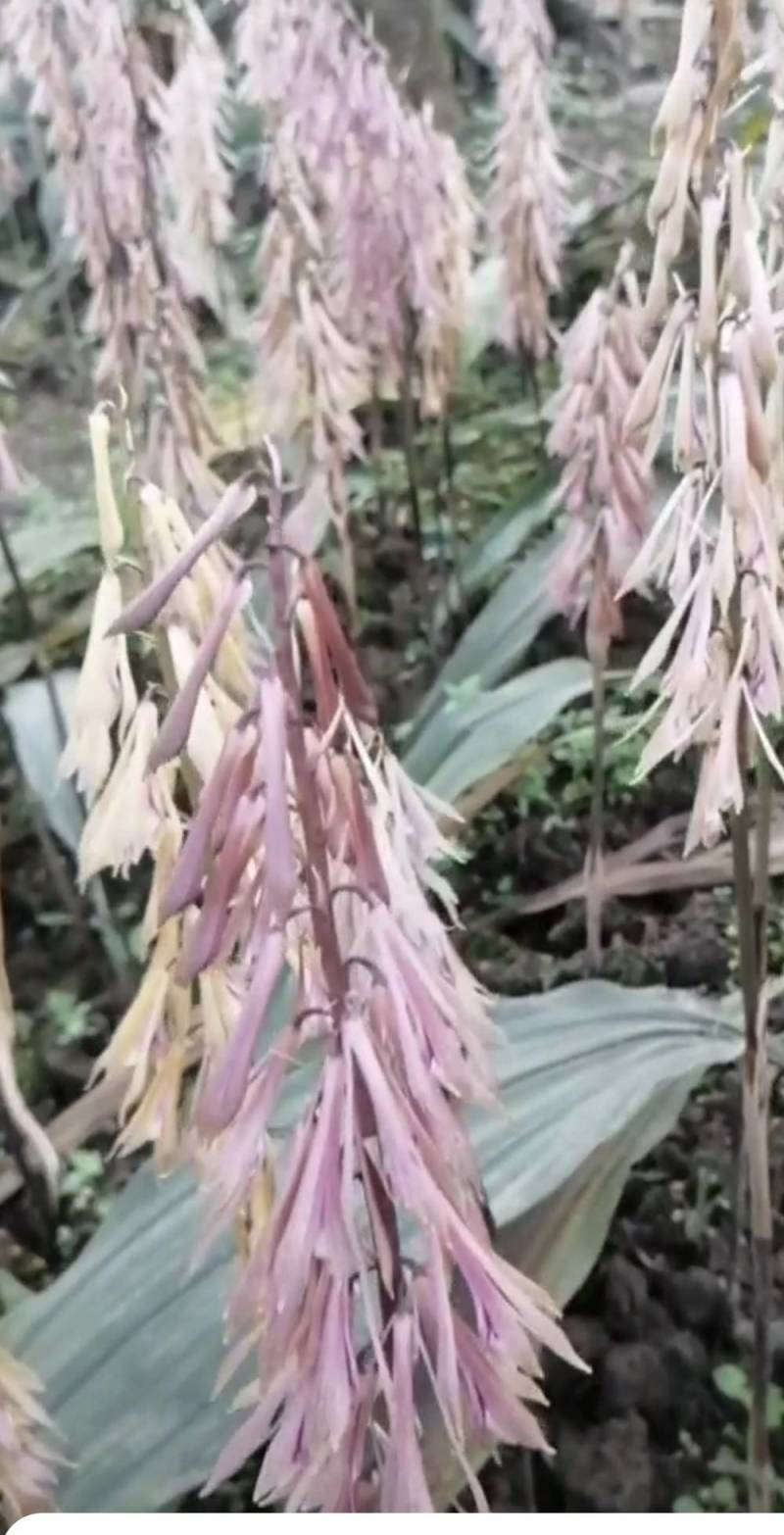 毛慈菇苗1公分以下四川毛慈菇苗，毛茨菇苗，毛慈菇苗子批发
