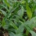 毛慈菇苗1公分以下四川毛慈菇苗，毛茨菇苗，毛慈菇苗子批发