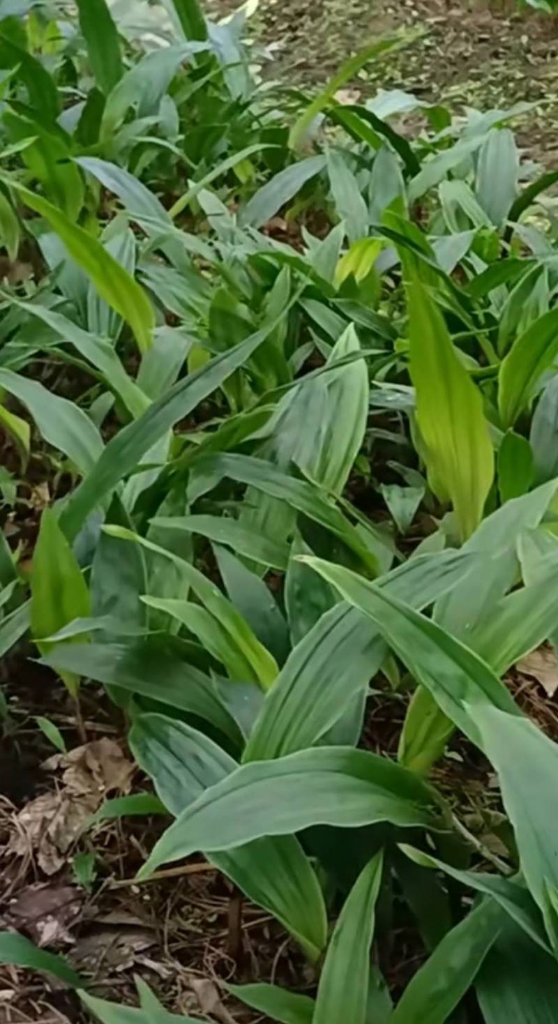 毛慈菇苗1公分以下四川毛慈菇苗，毛茨菇苗，毛慈菇苗子批发