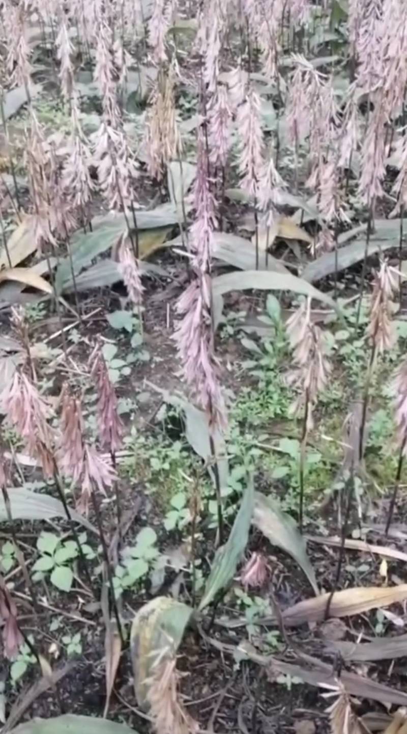 毛慈菇苗1公分以下四川毛慈菇苗，毛茨菇苗，毛慈菇苗子批发