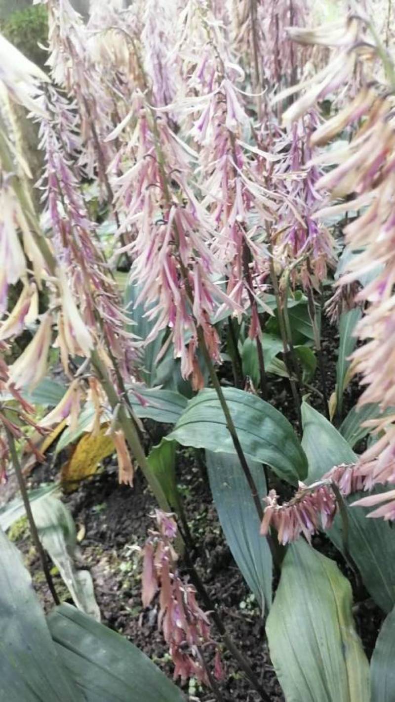 毛慈菇苗1公分以下四川毛慈菇苗，毛茨菇苗，毛慈菇苗子批发