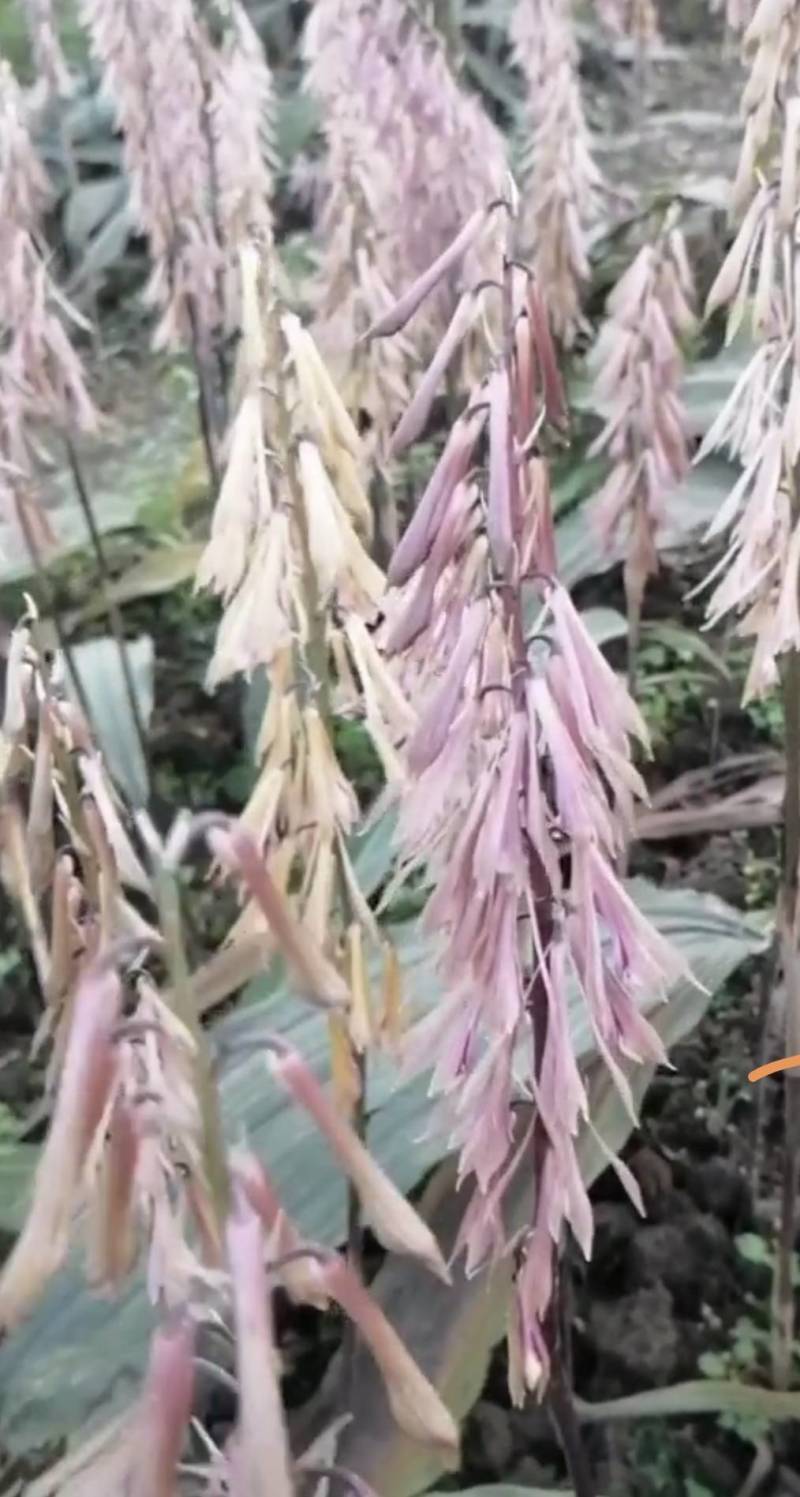毛慈菇苗1公分以下四川毛慈菇苗，毛茨菇苗，毛慈菇苗子批发