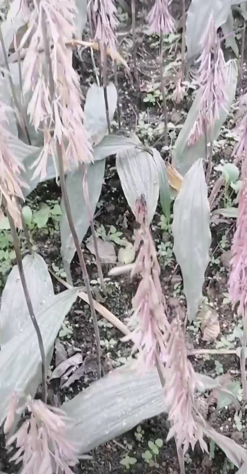 毛慈菇苗1公分以下四川毛慈菇苗，毛茨菇苗，毛慈菇苗子批发