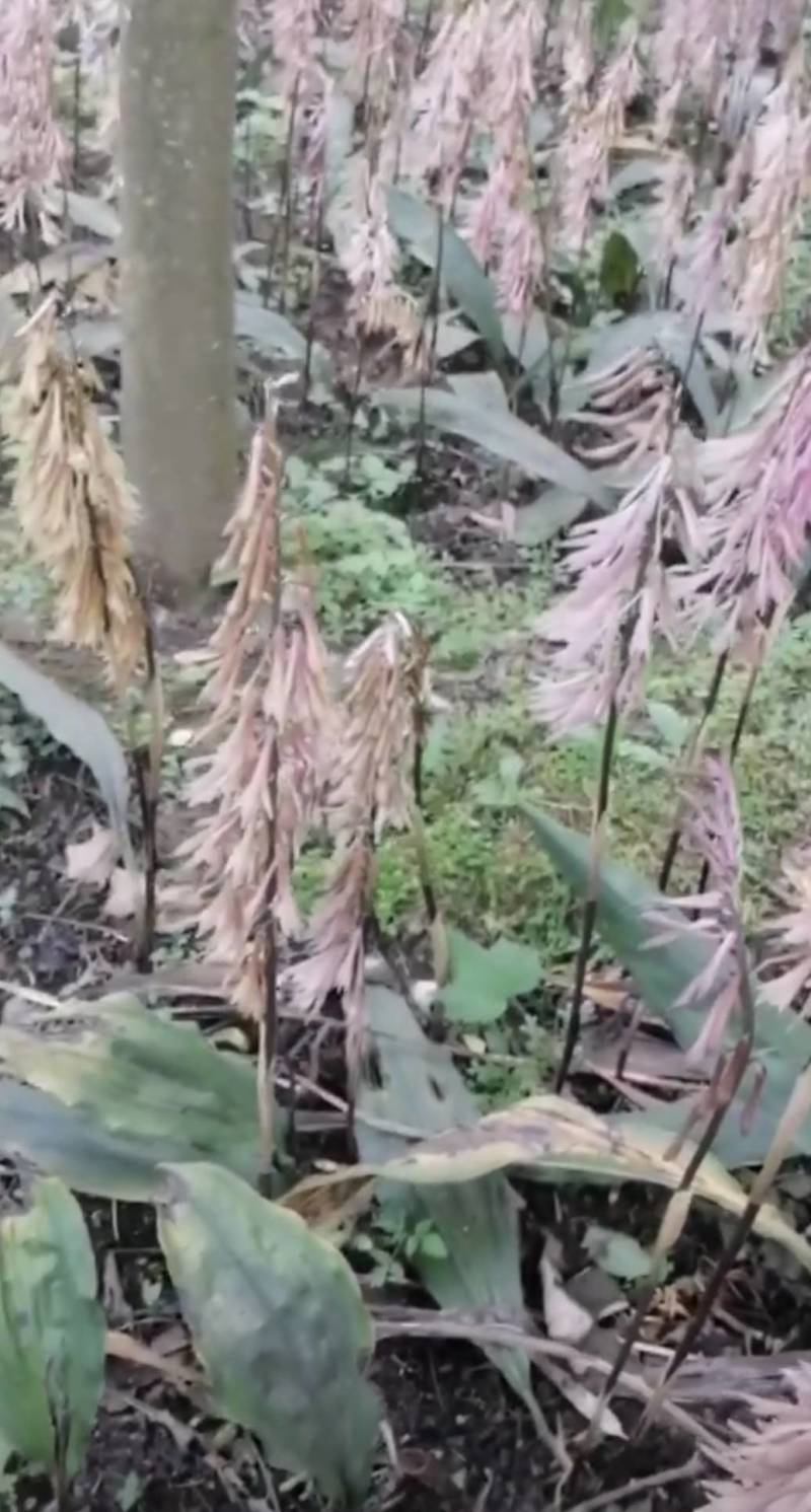 毛慈菇苗1公分以下四川毛慈菇苗，毛茨菇苗，毛慈菇苗子批发