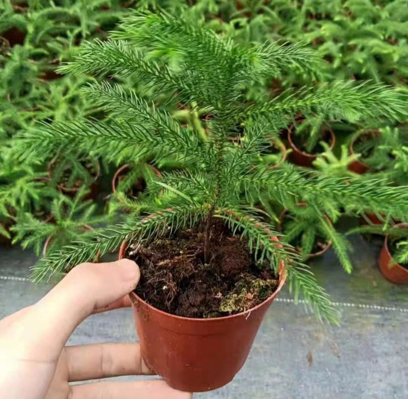 南洋杉盆栽圣塔型诞树苗北欧风室内外客厅阳台四季常青绿植
