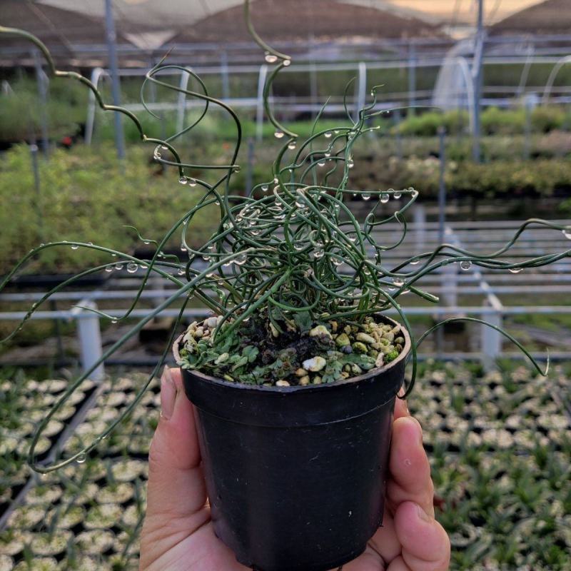 弹簧草萌卷姬弹簧花园办公室盆栽耐寒耐阴进口